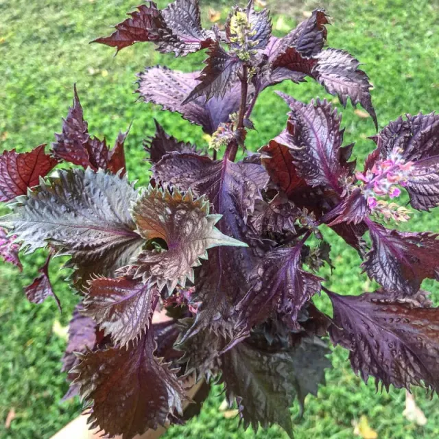 Pinetree Garden Seeds Red Shiso Herb Seeds 300 Seeds Japanese