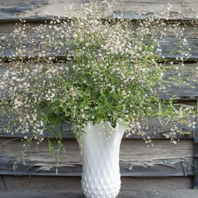 Pinetree Snowflake Baby's Breath Flower Seeds 100 Seeds White