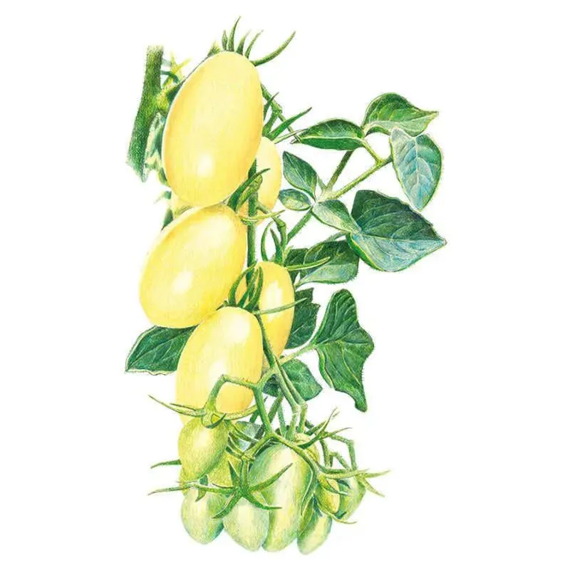 Epic Gardening Cream Sausage Bush Tomato Seeds