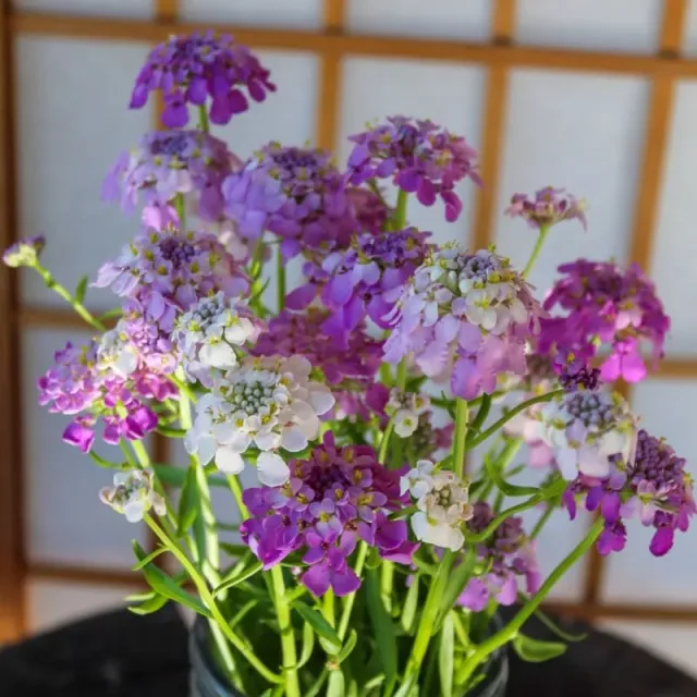 Pinetree Garden Seeds Fairy Mix Candytuft Seeds 100 Full Sun