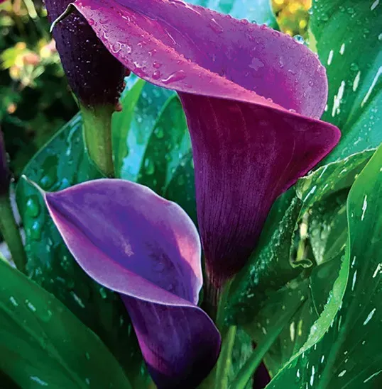 Brent & Becky's Bulbs Zantedeschia Purple Spirit Calla Bulbs