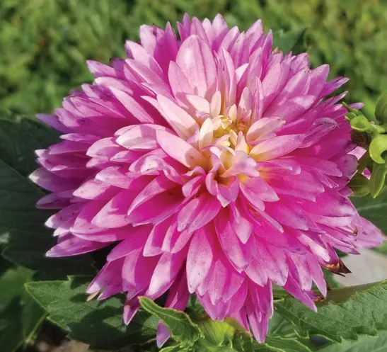 Brent & Becky's Bulbs Gallery Rembrandt Dahlia