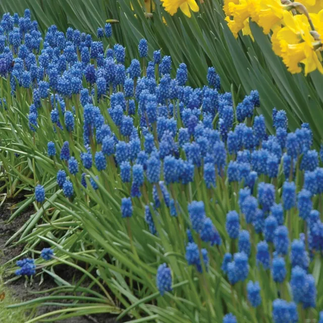 Burpee Dark Eyes Muscari Bulbs 15 Bulbs Fragrant