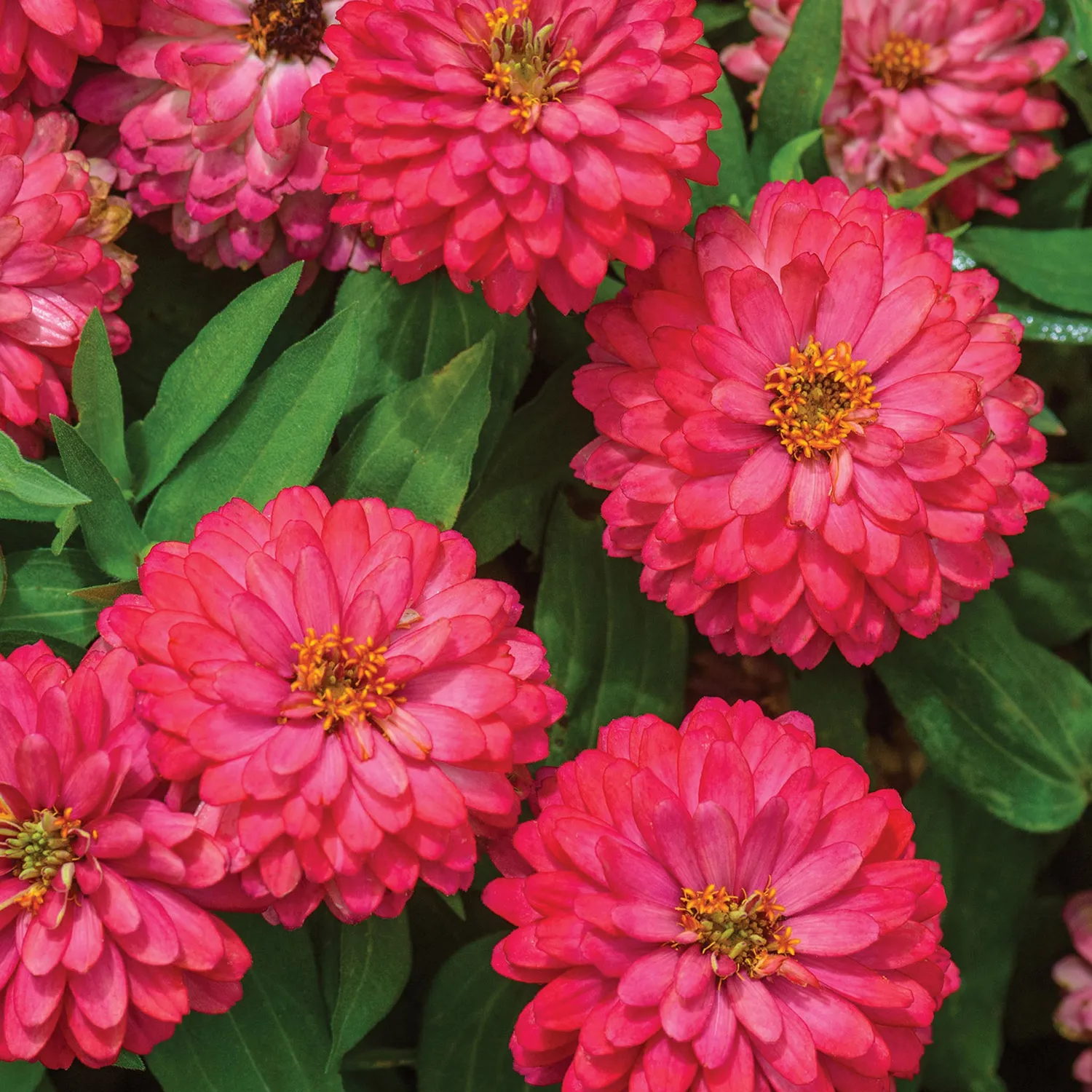 Burpee Double Zahara Salmon Zinnia Seeds 30 Seeds Double