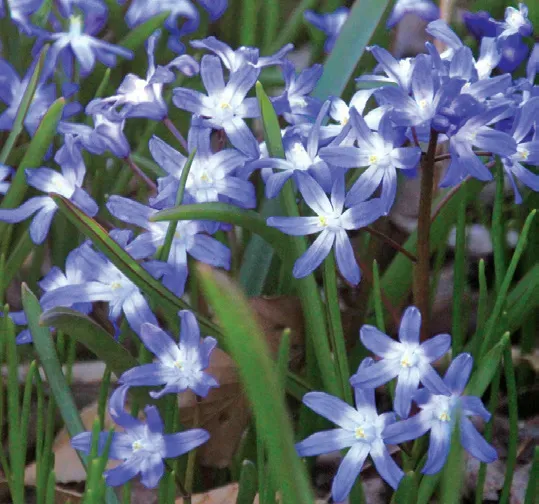 Brent & Becky's Chionodoxa Forbesii Bulbs Glory of Snow