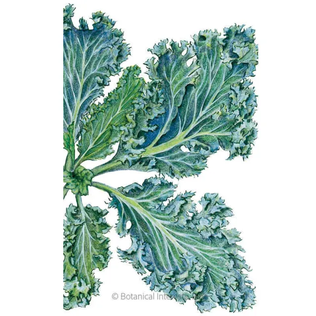 Epic Gardening Dwarf Blue Curled Organic Kale Seeds