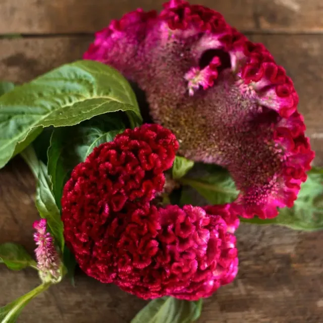 Pinetree Garden Seeds Coral Garden Celosia Seeds 50 Seeds Annual
