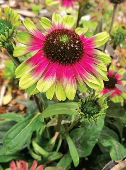 Brent & Becky's Bulbs Echinacea Sweet Sandia Coneflower Deer Resistant