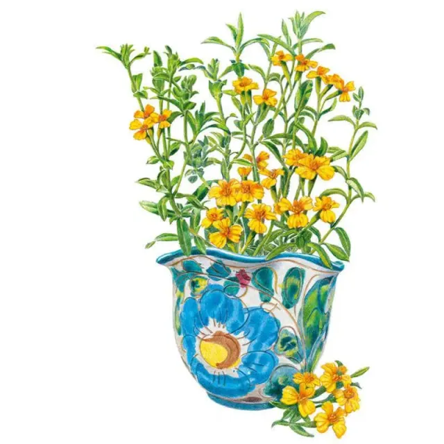 Epic Gardening Mexican Tarragon Herb Seeds Organic