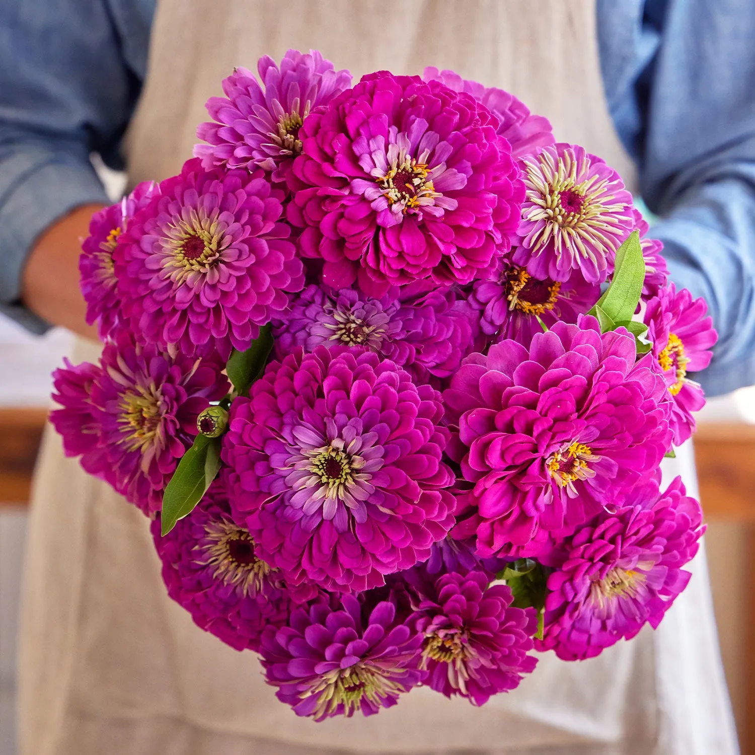 Burpee Purple Prince Zinnia Seeds 50 Seeds Rose-Purple