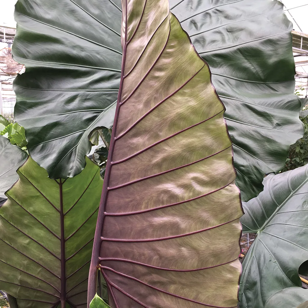 Brent & Becky's Bulbs Alocasia Sumo Tropical Plant 4 in Pot