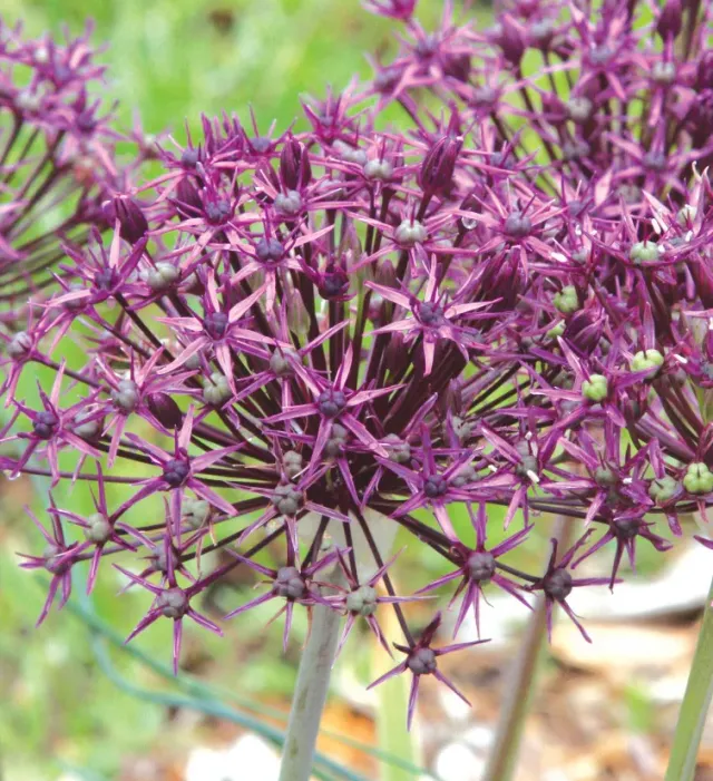 Brent & Becky's Bulbs Firmament Allium Bulbs Pollinator