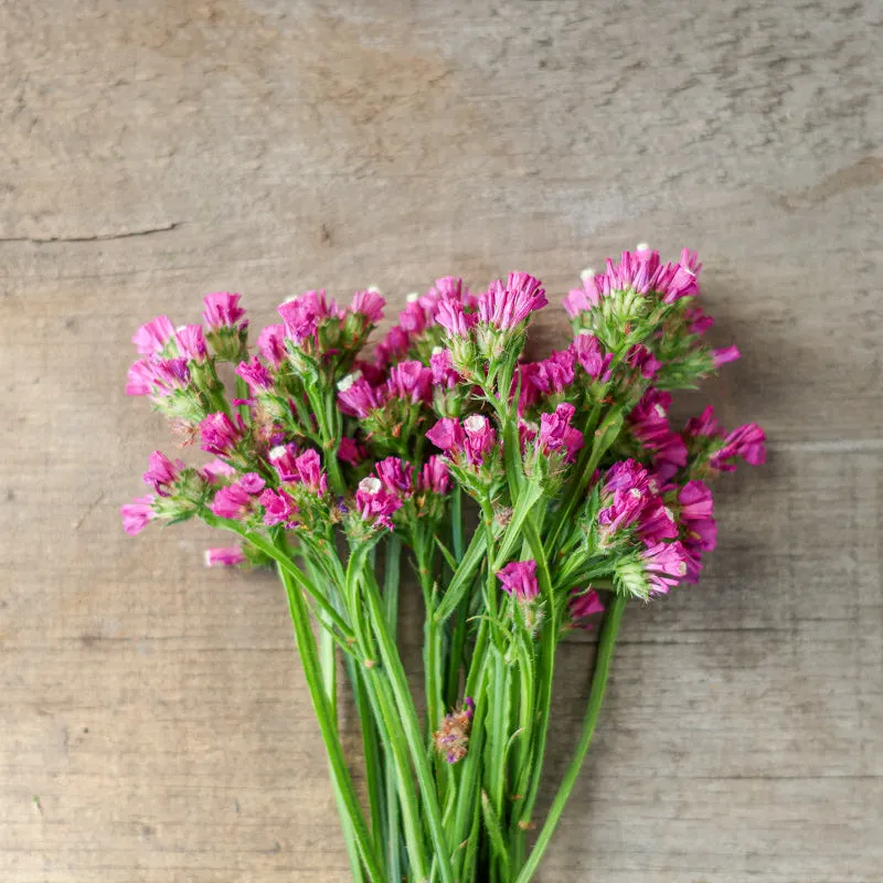 Pinetree Garden Seeds Roselight Statice Flower Seeds 25 Seeds Pink