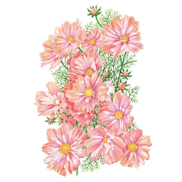 Epic Gardening Apricotta Cosmos Seeds Apricot Pink