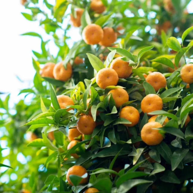 Epic Gardening Owari Satsuma Fruit Tree