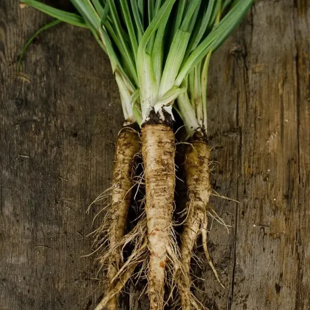 Pinetree Garden Seeds Mammoth Sandwich Island Salsify Seeds 100 Seeds