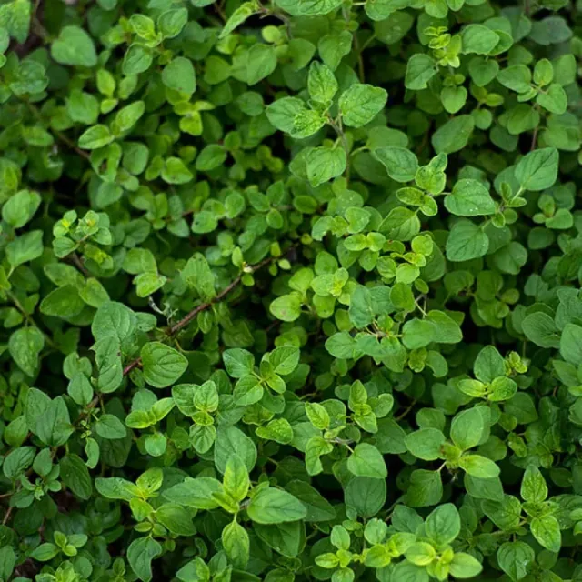 Pinetree Garden Seeds Oregano Herb Seeds 200 Seeds Perennial