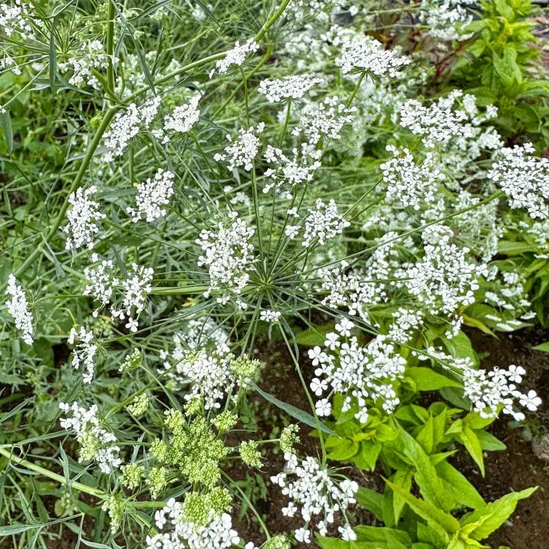 Pinetree Bishop's Flower Seeds 100 Seeds White Lace