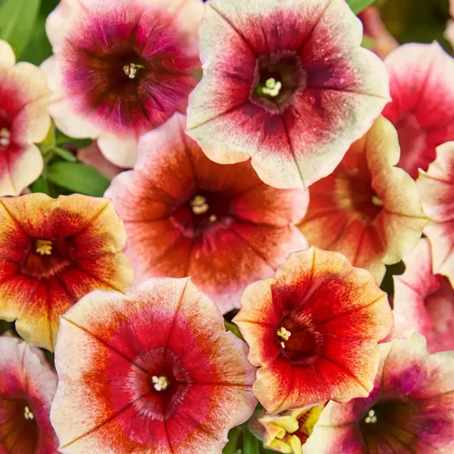 Burpee Fun House Peach Melba Petunia Plants 4 Plants