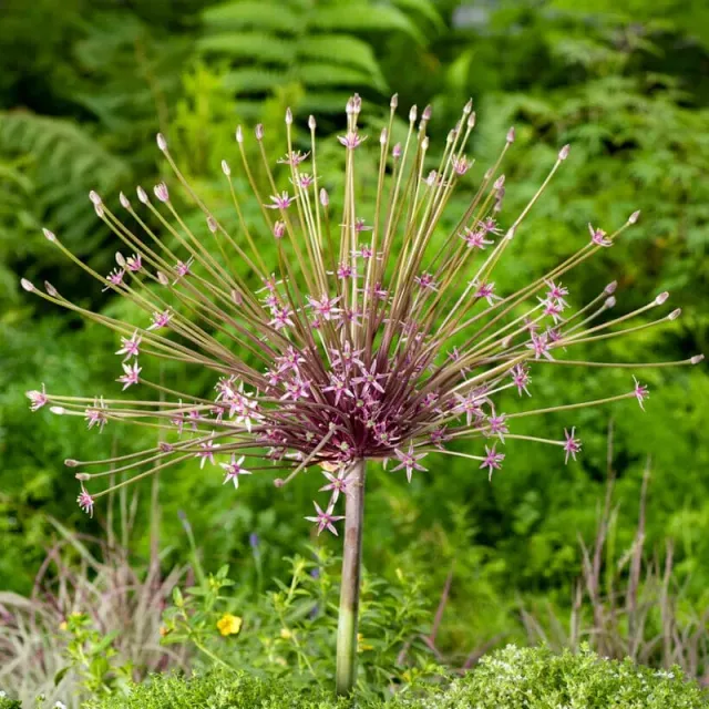 Pinetree Garden Seeds Schubertii Allium Flower Bulbs 3 Bulbs Pollinator