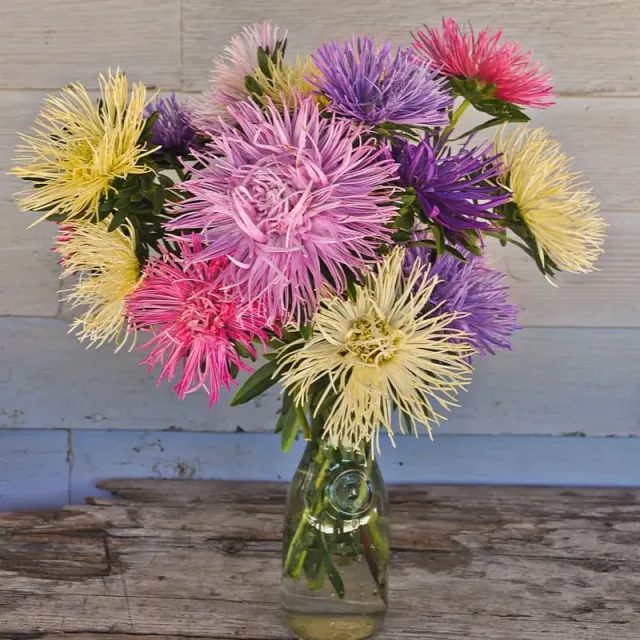 Pinetree Garden Seeds Valkyrie Mix Aster Flower Seeds 50 Seeds