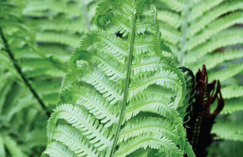Brent & Becky's Bulbs Matteuccia Struthiopteris Fern Plant