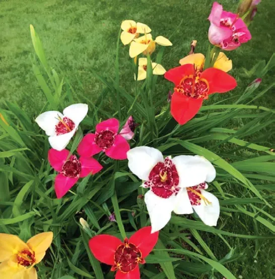Brent & Becky's Bulbs Tigridia Pavonia Mixture tropical plant
