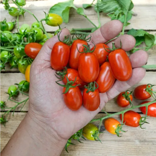 Pinetree Garden Seeds Candy Bell Tomato Seeds 10 Seeds Grape