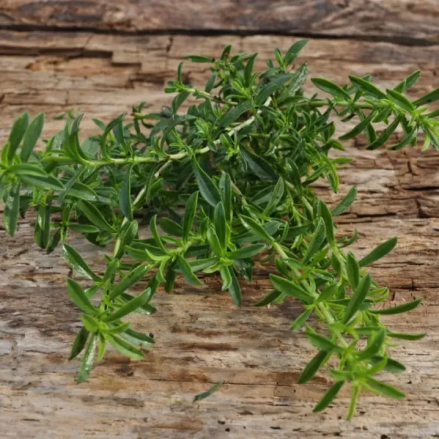 Pinetree Garden Seeds Lemon Savory herb seeds 100 lemon scented perennial