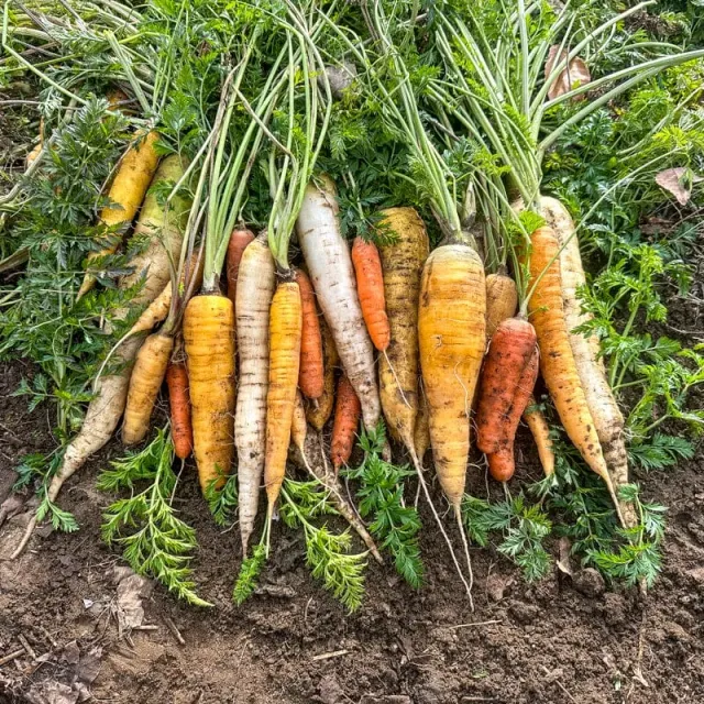 Pinetree Garden Seeds Culinary Blend Carrot Seeds 300 Seeds Organic