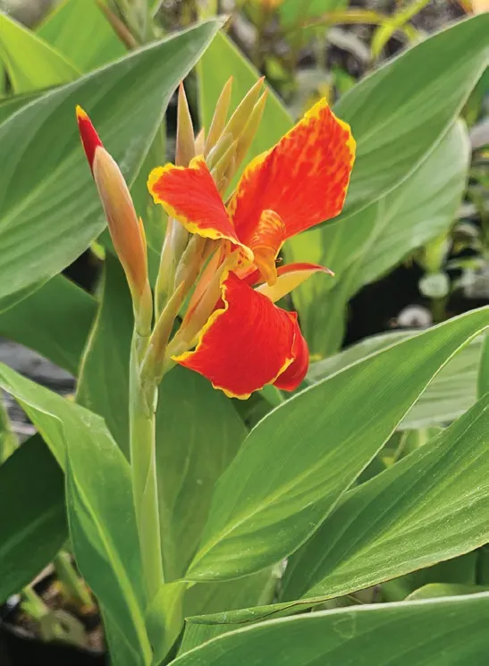 Brent & Becky's Bulbs Maderia Canna Bulbs
