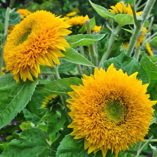 Pinetree Garden Seeds Teddy Bear Sunflower Seeds 20 Seeds Double