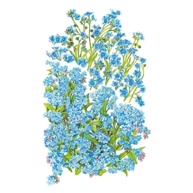 Epic Gardening Spring and Summer Forget-Me-Not Seeds Mix