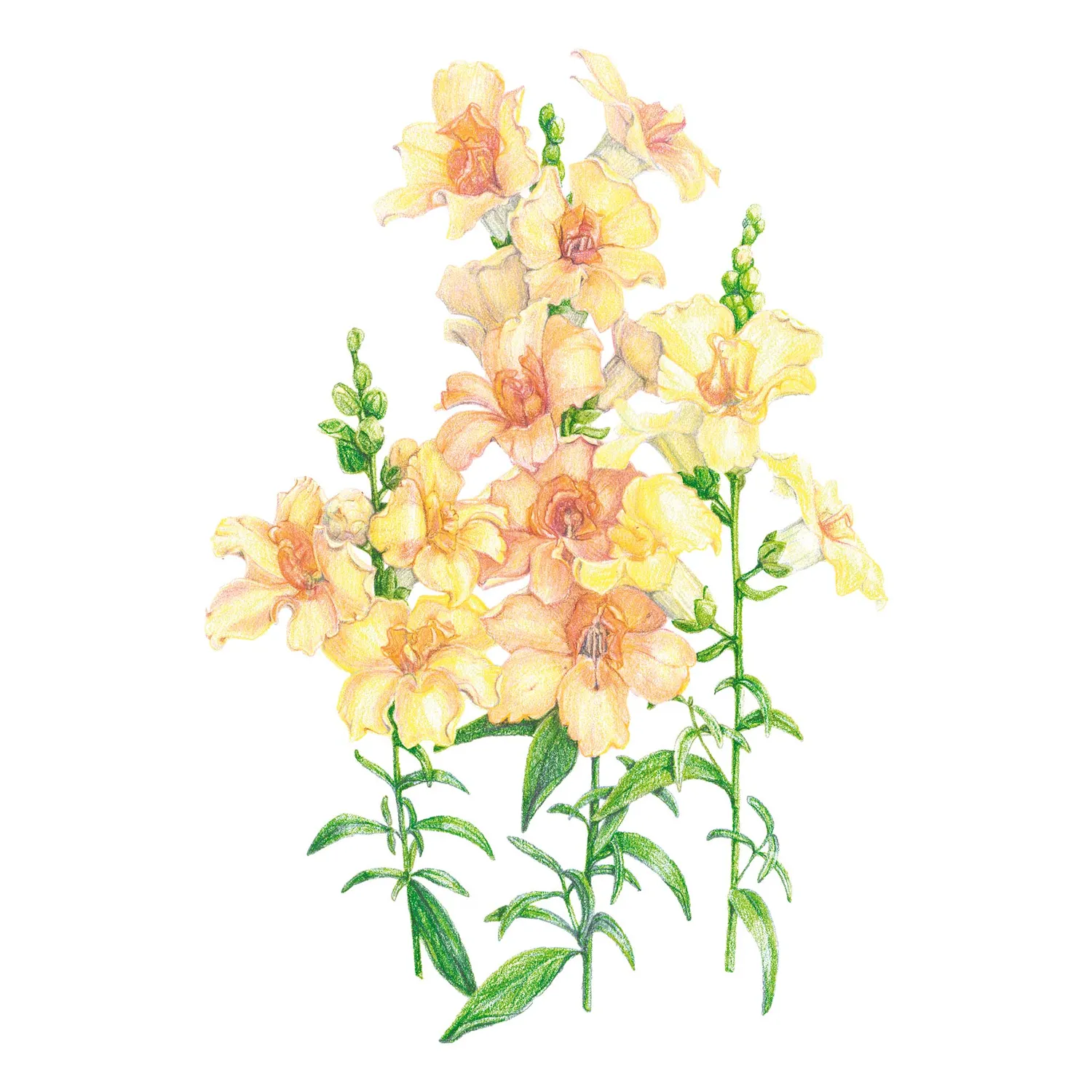 Epic Gardening DoubleShot Snapdragon Seeds