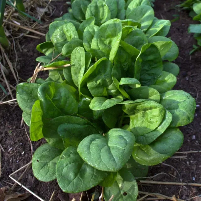 Pinetree Garden Seeds Seaside Spinach Vegetable Seeds 75 Seeds Hybrid