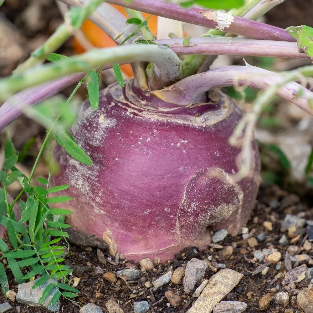 Epic Gardening American Purple Top Rutabaga Seeds Heirloom
