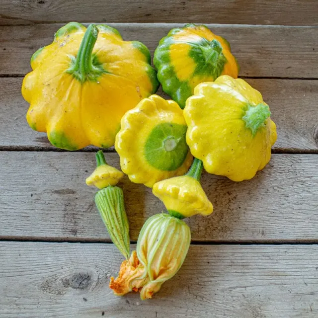 Pinetree Garden Seeds Y-Star Summer Squash Seeds 10 Seeds Organic