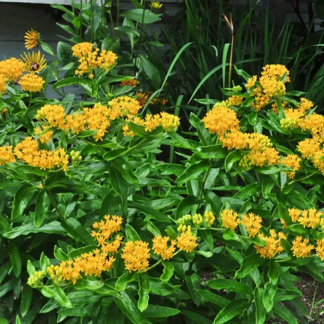 Pinetree Garden Seeds Hello Yellow Milkweed Flower Seeds 40 Seeds Golden Yellow