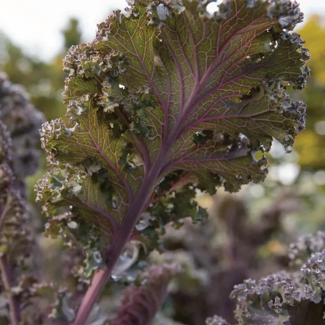 Burpee Scarlet Kale Seeds Pack of 500 Red Gourmet