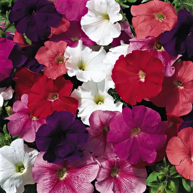 Pinetree Garden Seeds Hurrah Mix Petunia Seeds 25 Pelleted Mixed Colors