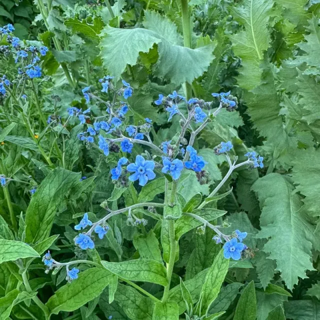 Pinetree Garden Seeds Chinese Forget-Me-Not Seeds 200 Seeds Blue