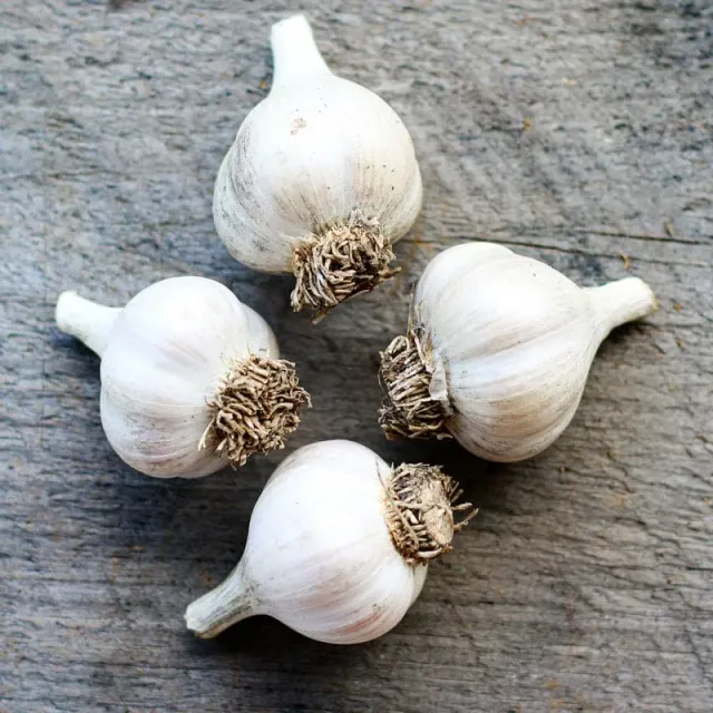Pinetree Garden Seeds Georgia Crystal Garlic Bulbs 3 Bulbs Fall