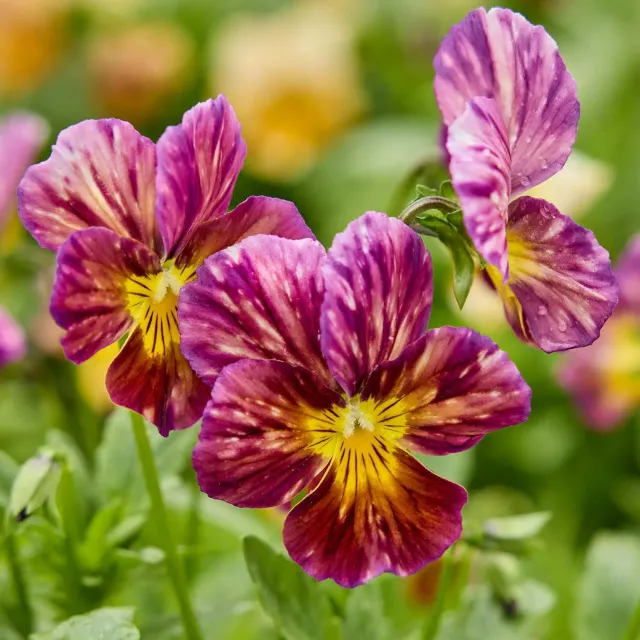 Burpee Brush Strokes Viola Plants 4 Plants Fragrant
