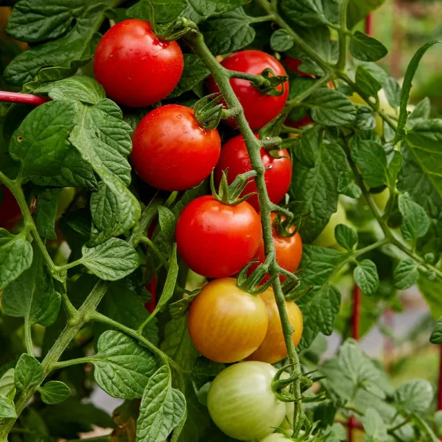 Burpee Garden Sown Rain Drops Tomato Seeds 25 Seeds