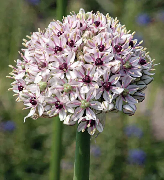 Brent & Becky's Bulbs Silver Spring Allium Bulbs Pollinator