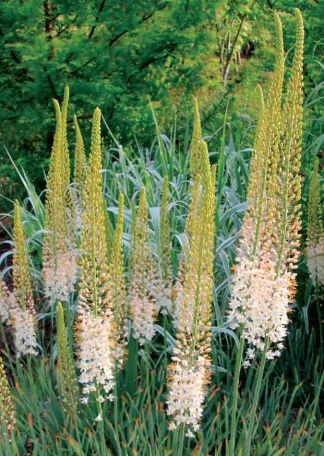 Brent & Becky's Bulbs Eremurus Romance Bulbs Tall Cut Flower