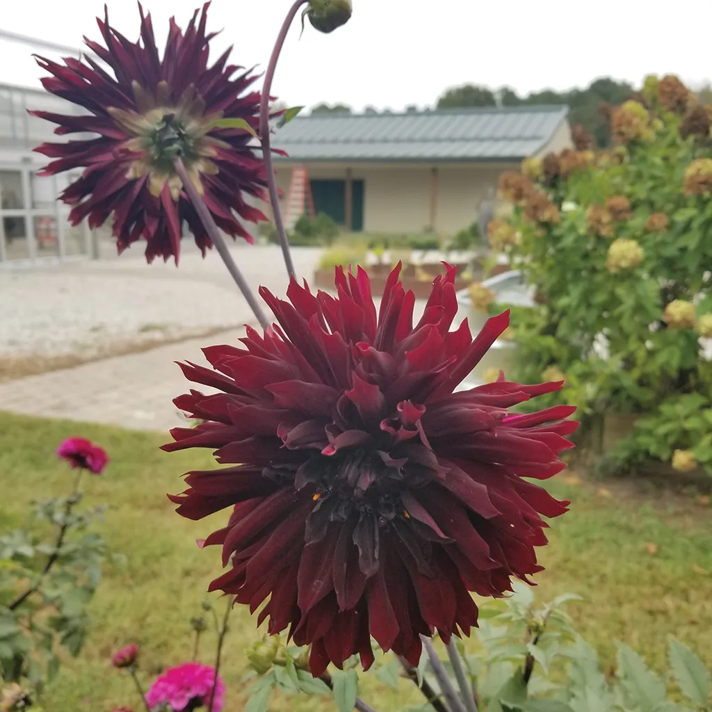 Brent & Becky's Bulbs Black Jack Dahlia Tubers Cactus Flowered