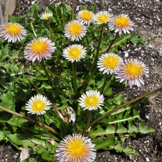 Pinetree Garden Seeds Pink Dandelion Seeds 25 Pack Perennial
