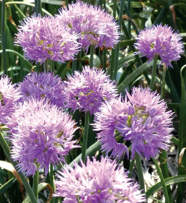 Brent & Becky's Bulbs Rosy Dream Allium Bulbs Pollinator