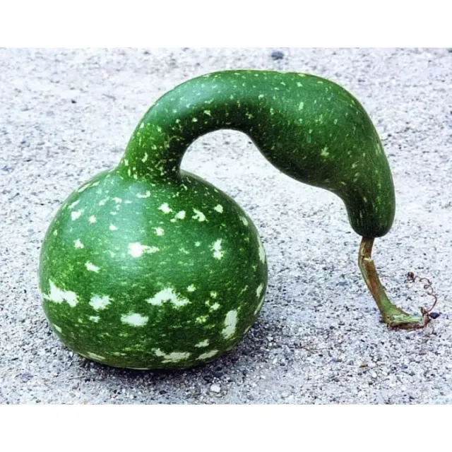 Pinetree Garden Seeds Speckled Swan Gourd 125 Days Seeds 25 Seeds Heirloom